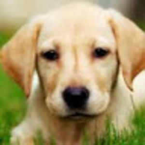 Meet your Posher, Carter